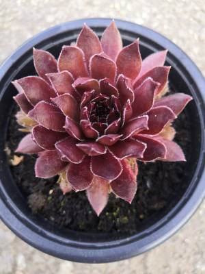 Sempervivum - netřesk