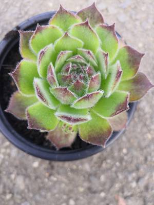 Sempervivum - netřesk