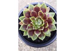 Sempervivum - netřesk