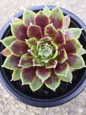 Sempervivum - netřesk