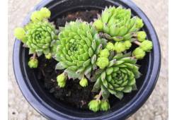 Sempervivum - netřesk