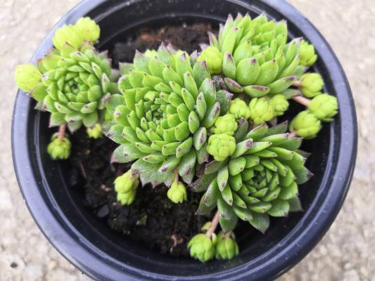 Sempervivum - netřesk