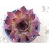 Sempervivum - netřesk