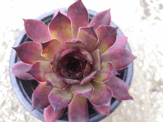 Sempervivum - netřesk