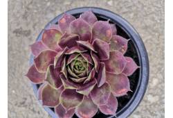 Sempervivum - netřesk