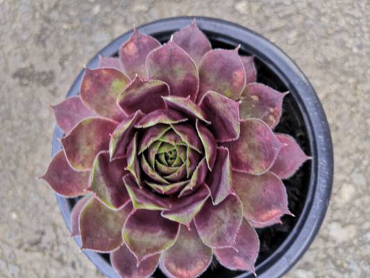 Sempervivum - netřesk