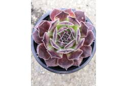 Sempervivum - netřesk