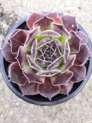 Sempervivum - netřesk