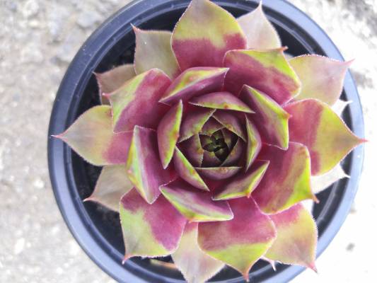 Sempervivum - netřesk