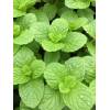 Mentha Kentucky Colonel - máta Kentucky plukovník
