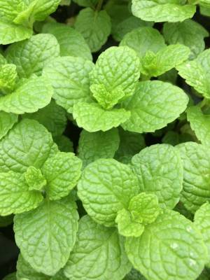 Mentha Kentucky Colonel - máta Kentucky plukovník