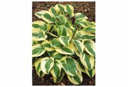 Hosta "Wide Brim" - bohyška