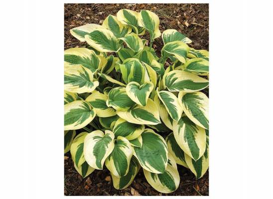 Hosta "Wide Brim" - bohyška