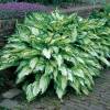 Hosta &quot;Mediovariegata&quot; - bohyška