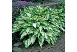 Hosta "Mediovariegata" - bohyška