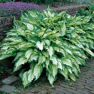 Hosta "Mediovariegata" - bohyška