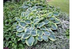 Hosta sieboldiana "Frances Williams"  - bohyška