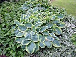 Hosta sieboldiana "Frances Williams"  - bohyška