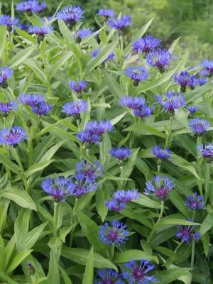 Centaurea Montana  – chrpa horská