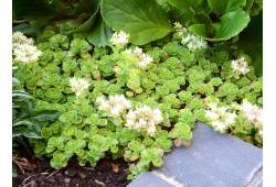 Sedum spurium 'Album' - rozchodník pochybný