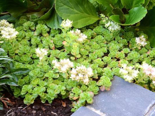 Sedum spurium 'Album' - rozchodník pochybný