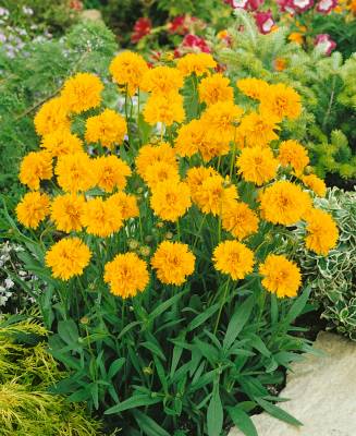 Coreopsis grandiflora 'EARLY SUNRISE' - Krásnoočko velkokvěté