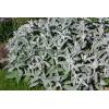 Stachys byzantina - čistec vlnatý
