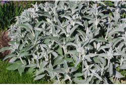 Stachys byzantina - čistec vlnatý