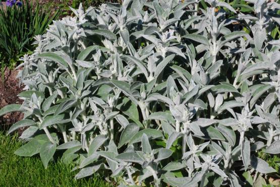 Stachys byzantina - čistec vlnatý
