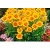 Coreopsis grandiflora ANDIAMO 'YELLOW RED' - Krásnoočko velkokvěté