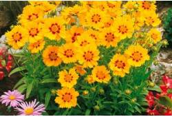 Coreopsis grandiflora ANDIAMO 'YELLOW RED' - Krásn..
