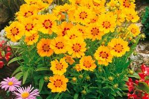 Coreopsis grandiflora ANDIAMO 'YELLOW RED' - Krásnoočko velkokvěté