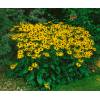Rudbeckia fulgida 'GOLDSTURM' - třapatka zářivá