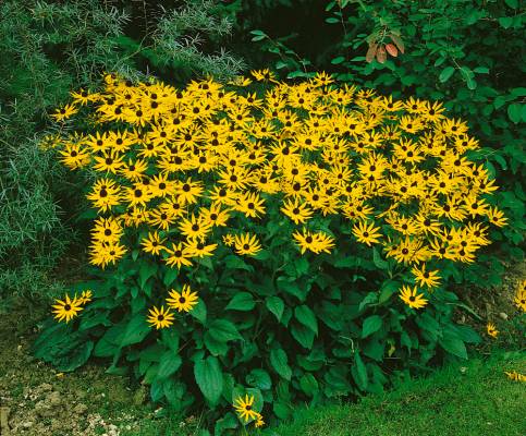 Rudbeckia fulgida 'GOLDSTURM' - třapatka zářivá