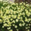 Coreopsis verticillata 'MOONBEAM' -  Krásnoočko přeslenité