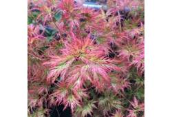 Acer palmatum 'Emerald Lace' - Javor dlanitolistý