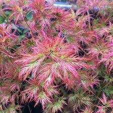 Acer palmatum 'Emerald Lace' - Javor dlanitolistý