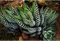 Haworthia fasciata