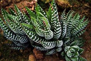 Haworthia fasciata