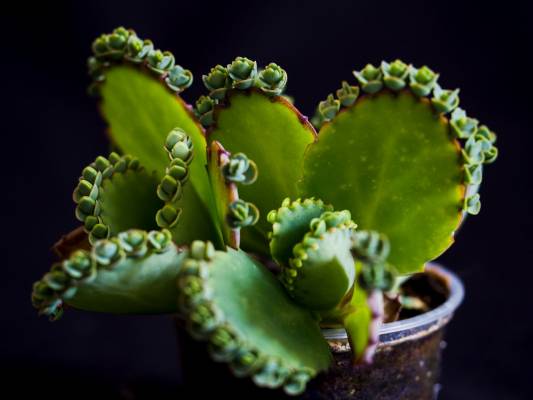 BRYOPHYLLUM (KALANCHOE) LAETIVIRENS 