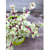Portulacaria afra variegata