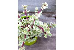 Portulacaria afra variegata