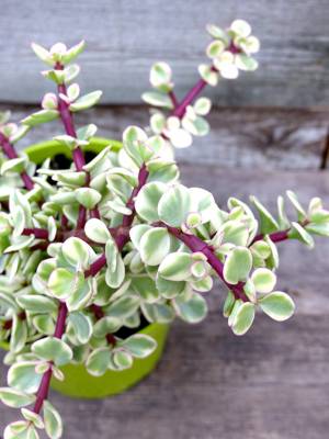 Portulacaria afra variegata