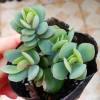 KALANCHOE ROTUNDIFOLIA - kolopojka