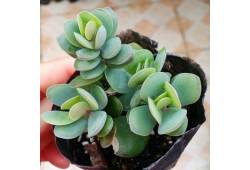 KALANCHOE ROTUNDIFOLIA - kolopojka