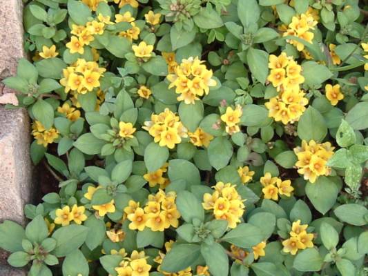 Lysimachia congestiflora - vrbina