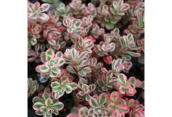 Sedum spurium Tricolor - rozchodník pochybný