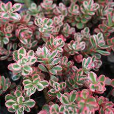 Sedum spurium Tricolor - rozchodník pochybný