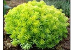 Sedum x hybridum Lemon Ball - rozchodník