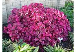 Iresine herbstii - oplsteň, irezina